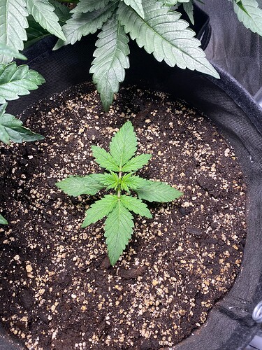 Growreport Bild 9