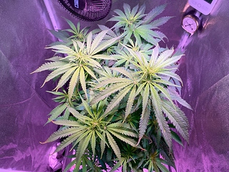 Growreport Bild 19