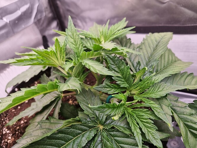 Growreport Bild 44