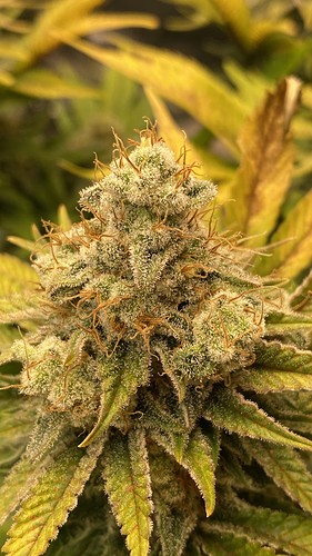 Growreport Bild 30