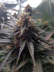 Growreport Bild 8