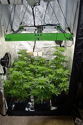 Growreport Bild 7