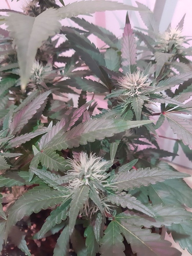 Growreport Bild 12