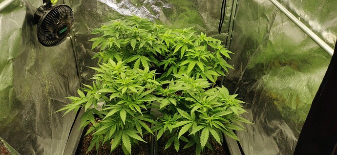 Growreport Bild 1