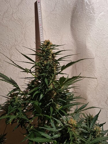 Growreport Bild 7