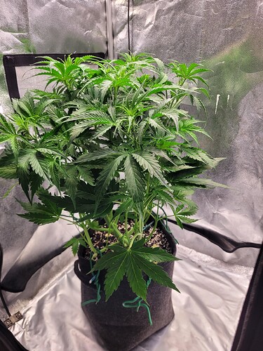 Growreport Bild 20