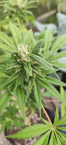 Growreport Bild 5