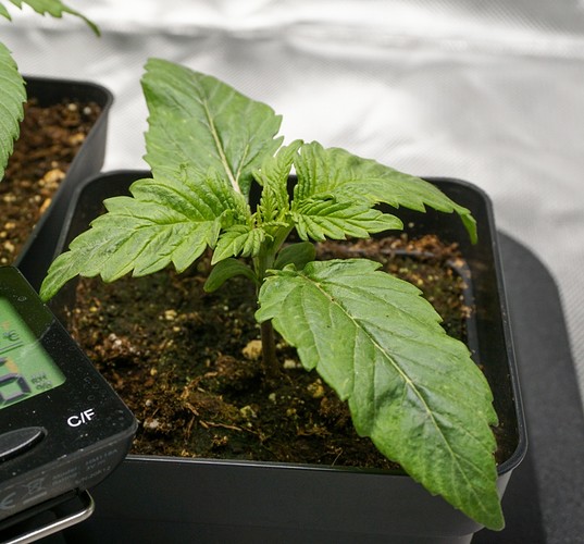 Growreport Bild 10