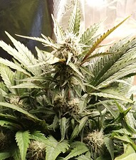 Growreport Bild 61