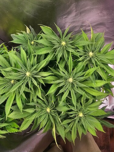 Growreport Bild 2