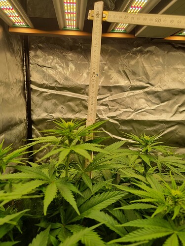 Growreport Bild 44