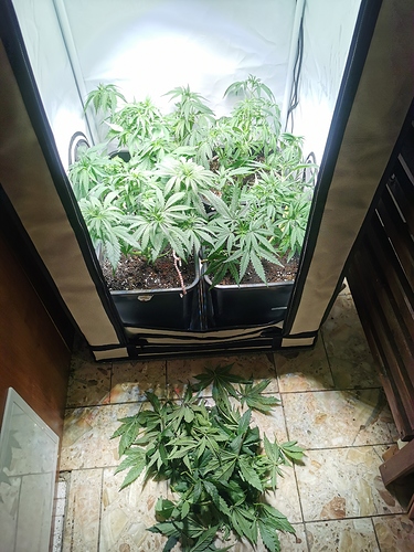 Growreport Bild 2