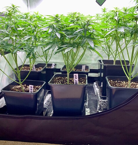 Growreport Bild 4
