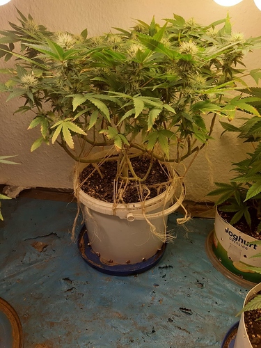 Growreport Bild 2