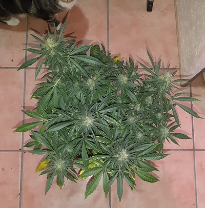Growreport Bild 5