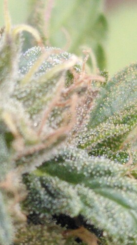 Growreport Bild 3