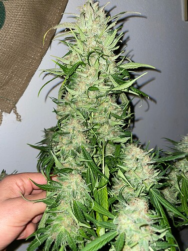 Growreport Bild 13