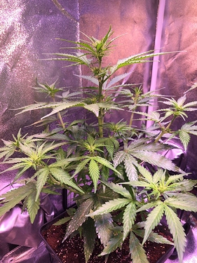 Growreport Bild 28