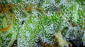 Growreport Bild 20