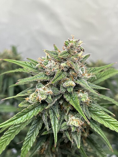 Growreport Bild 4