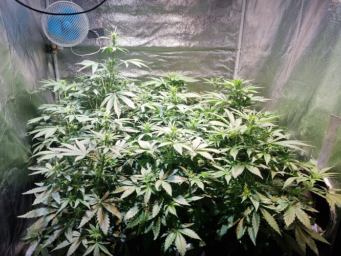 Growreport Bild 7