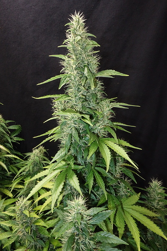 Growreport Bild 8