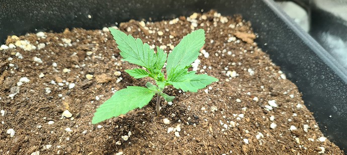 Growreport Bild 2