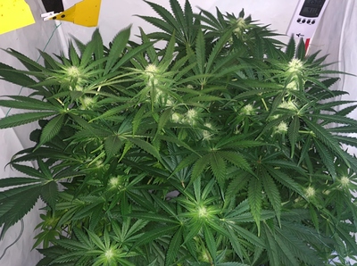 Growreport Bild 2