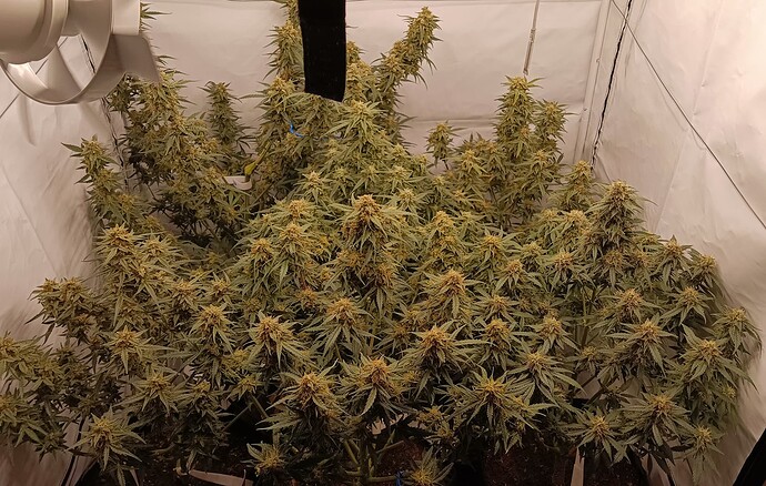 Growreport Bild 1