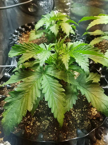 Growreport Bild 8