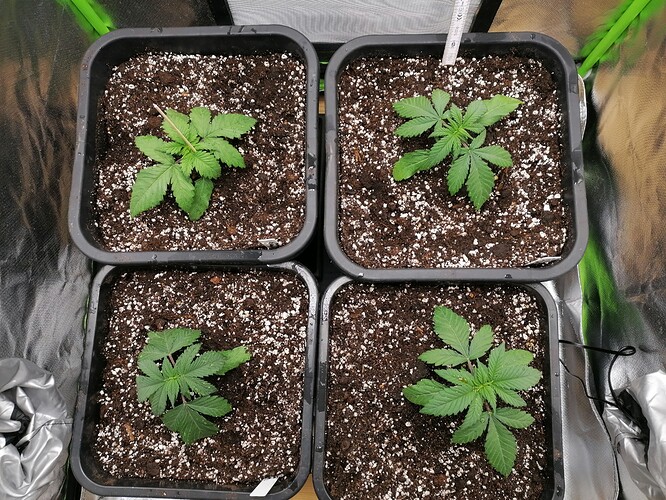 Growreport Bild 12
