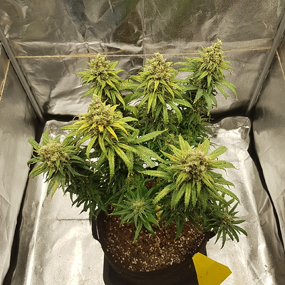Growreport Bild 6