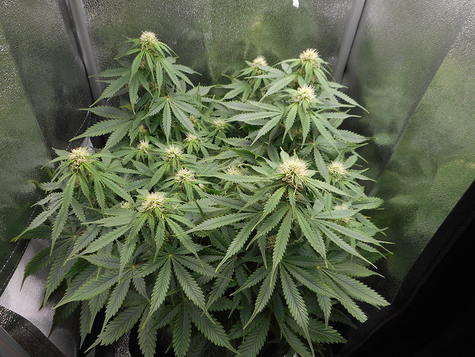 Growreport Bild 1