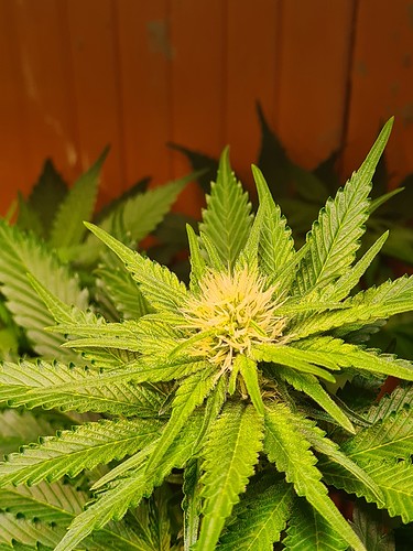 Nahaufnahme einer blühenden Cannabispflanze mit deutlichen Trichomen und beginnenden Blütenkelchen.