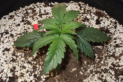 Growreport Bild 2