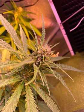 Growreport Bild 34