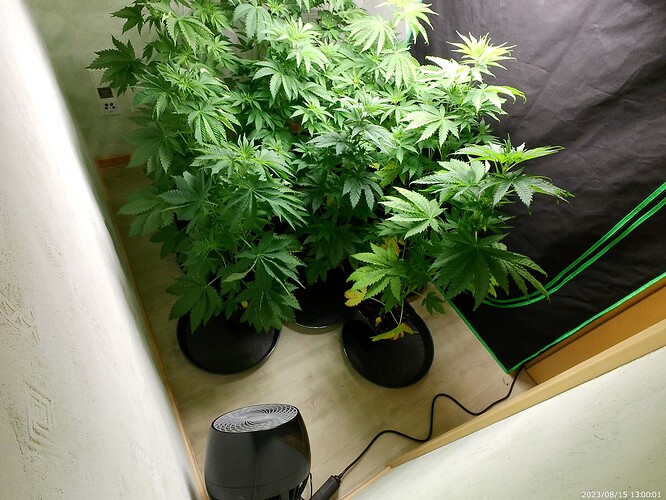 Growreport Bild 32