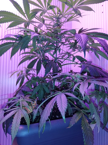 Growreport Bild 10