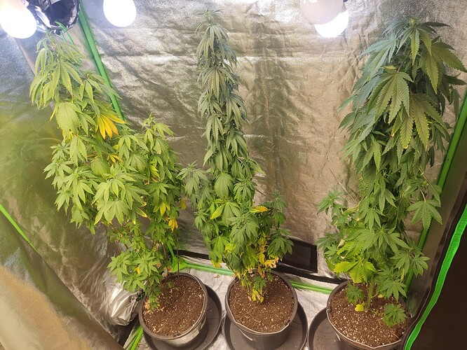 Growreport Bild 5