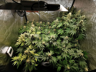 Growreport Bild 1