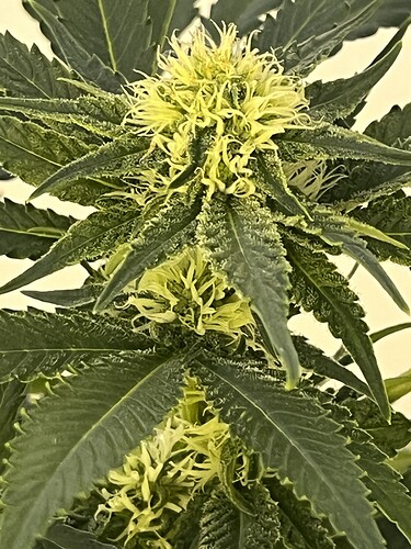 Growreport Bild 6