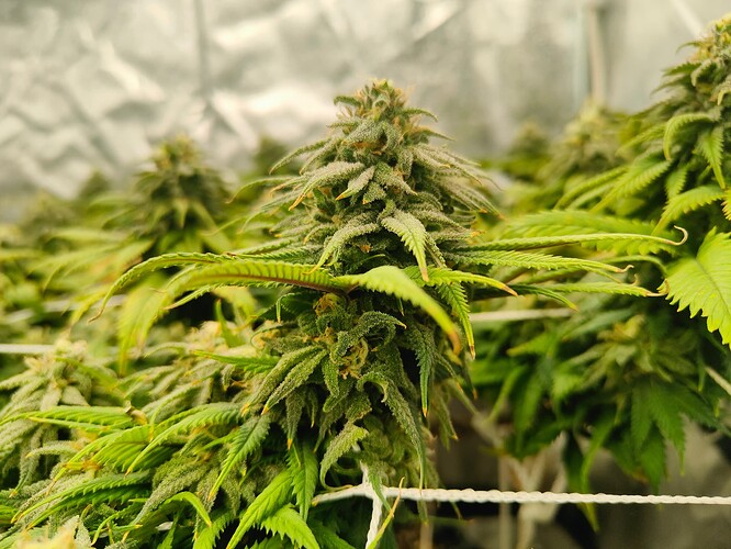 Growreport Bild 3