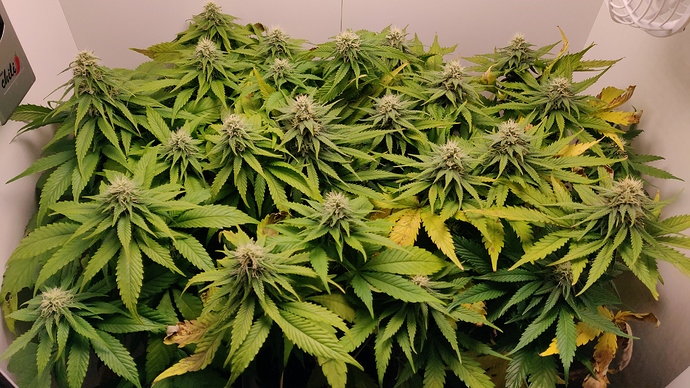 Growreport Bild 13