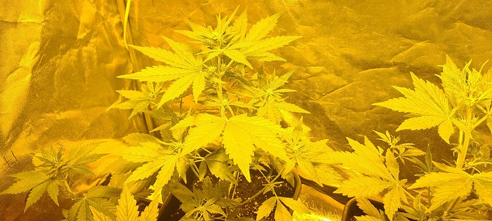 Growreport Bild 1