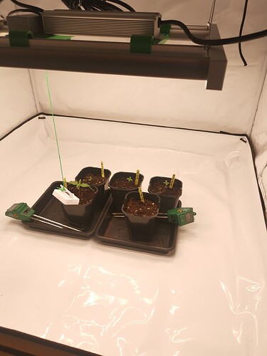 Growreport Bild 2