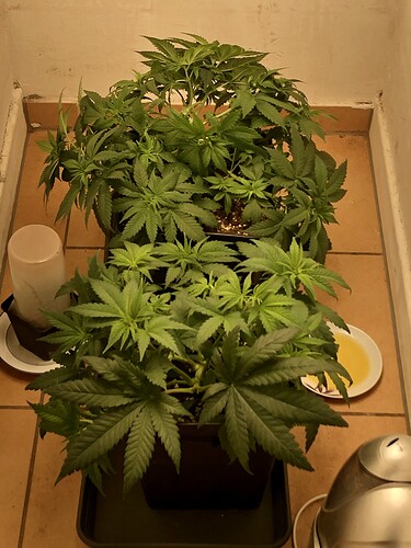Growreport Bild 2