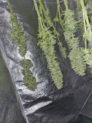 Growreport Bild 4