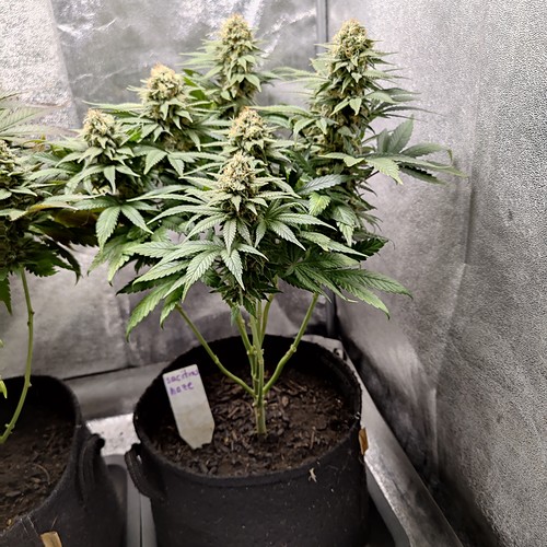 Growreport Bild 11