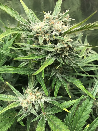 Growreport Bild 4