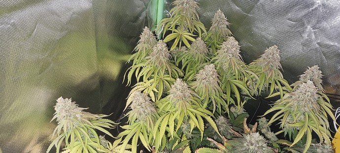 Growreport Bild 27